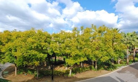 /db/huizen/1323348439complex_trees_01_109817.jpg.thumb.jpg